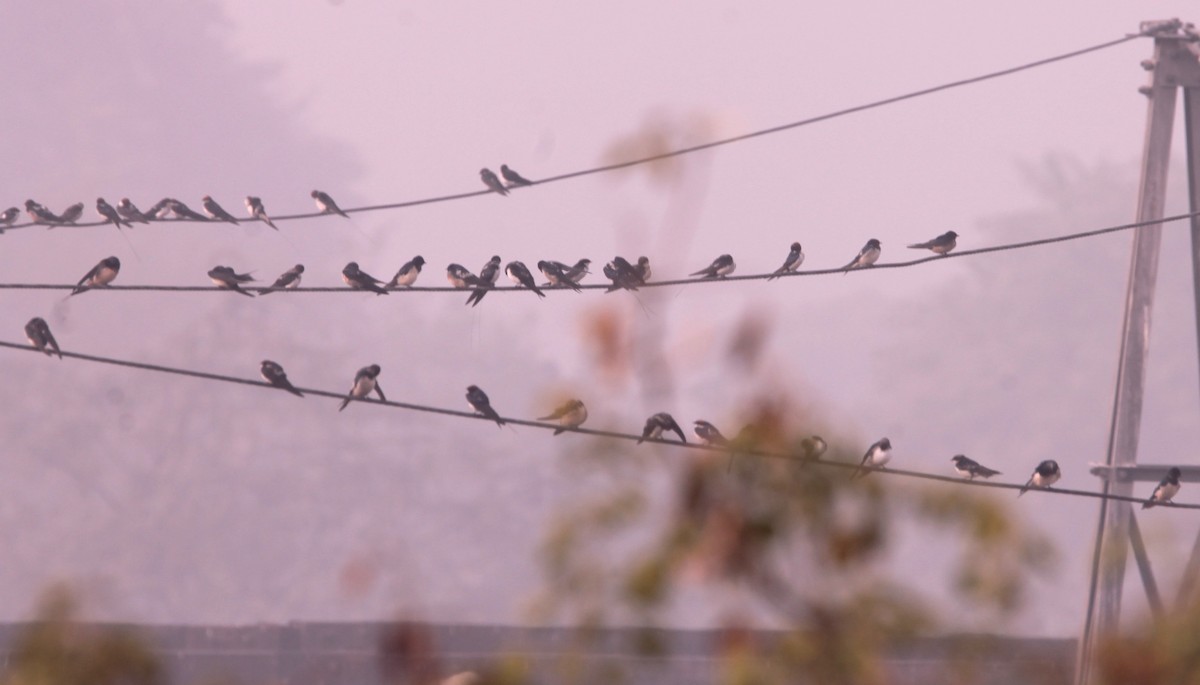 Wire-tailed Swallow - ML647013924