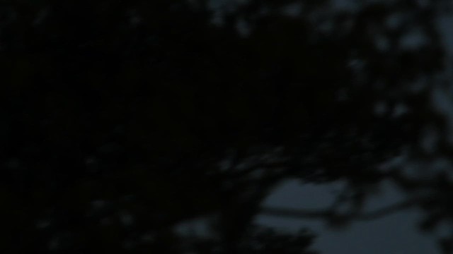 山鷸 - ML647013925