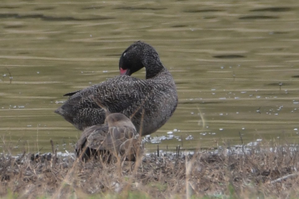 Freckled Duck - ML647013926