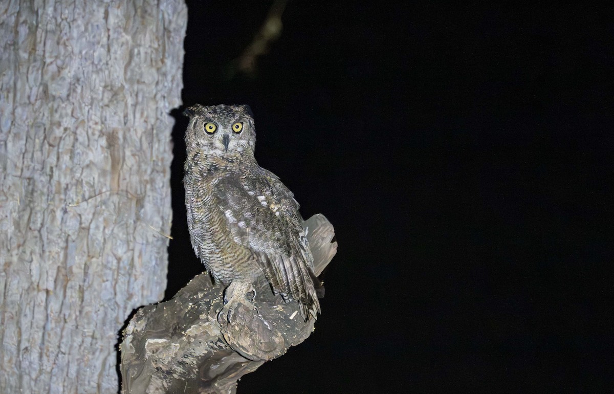 Arabian Eagle-Owl - ML647013928