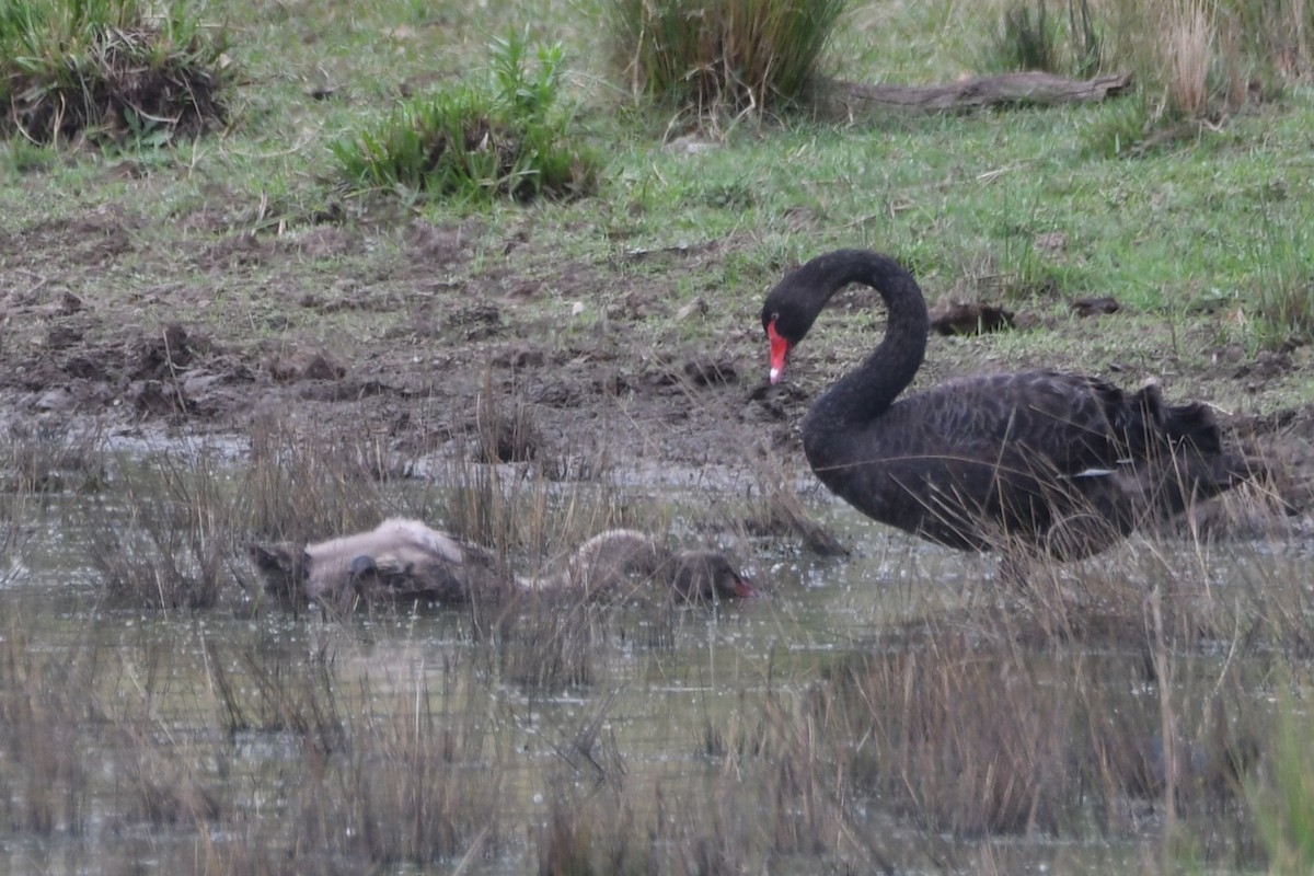 黑天鵝 - ML647013930