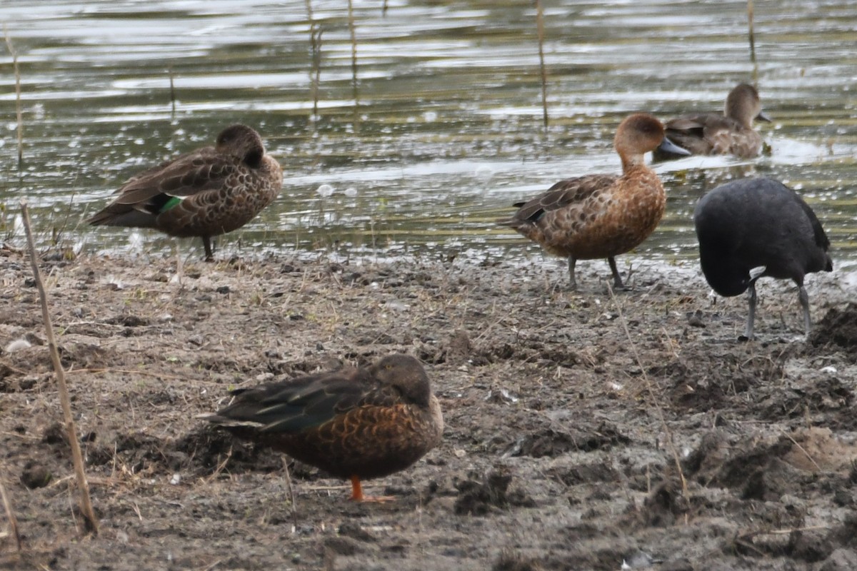 Австралийская широконоска - ML647013931