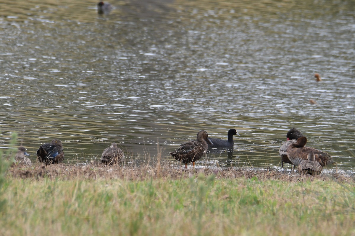 Австралийская широконоска - ML647013932