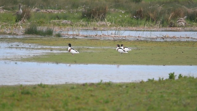 Paita arrunta - ML647013933