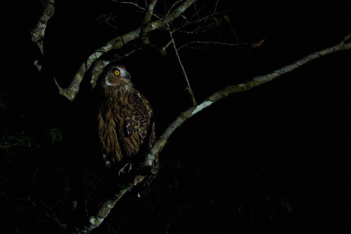 Hontz arrantzale gorrizta - ML647013934