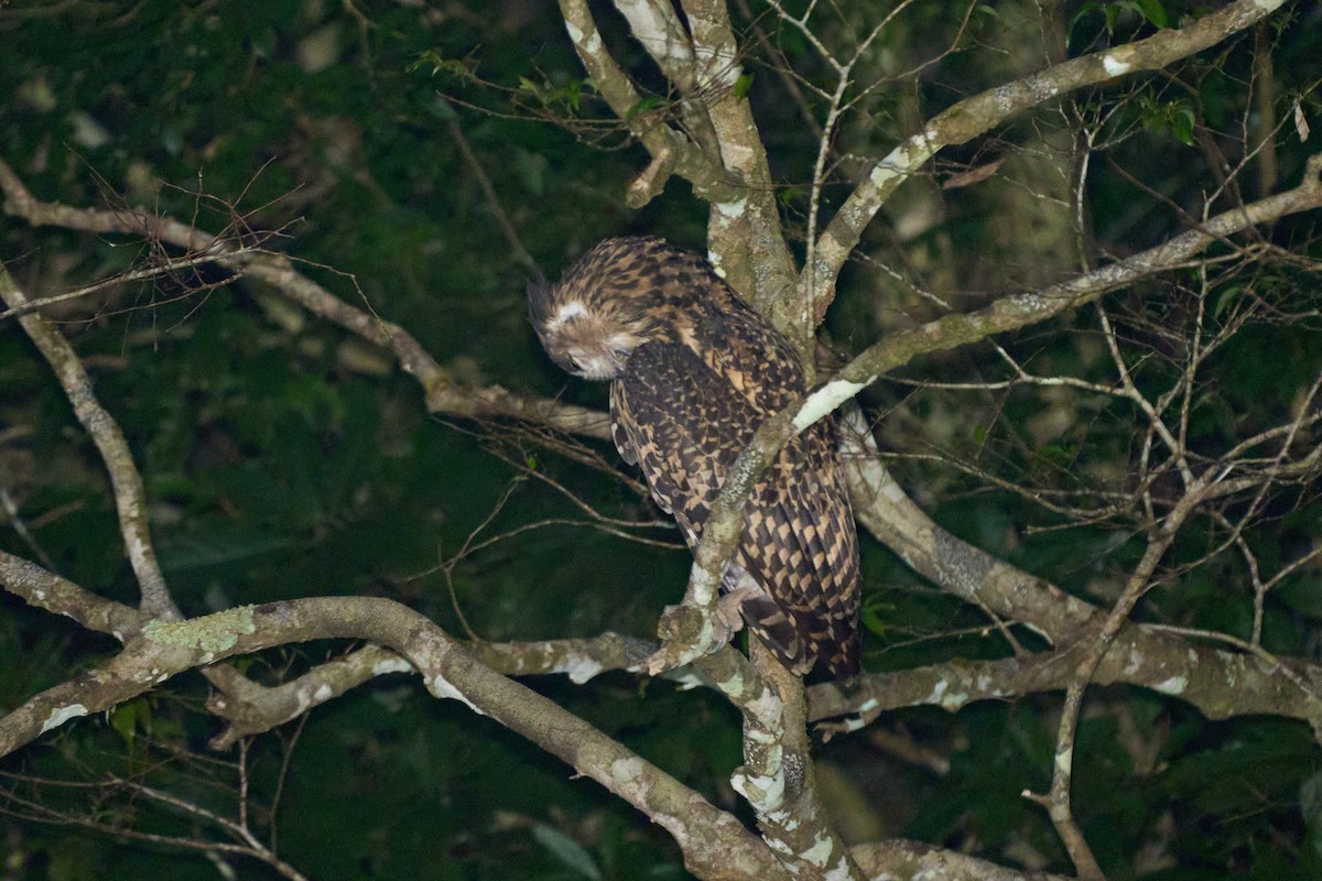 Hontz arrantzale gorrizta - ML647013935