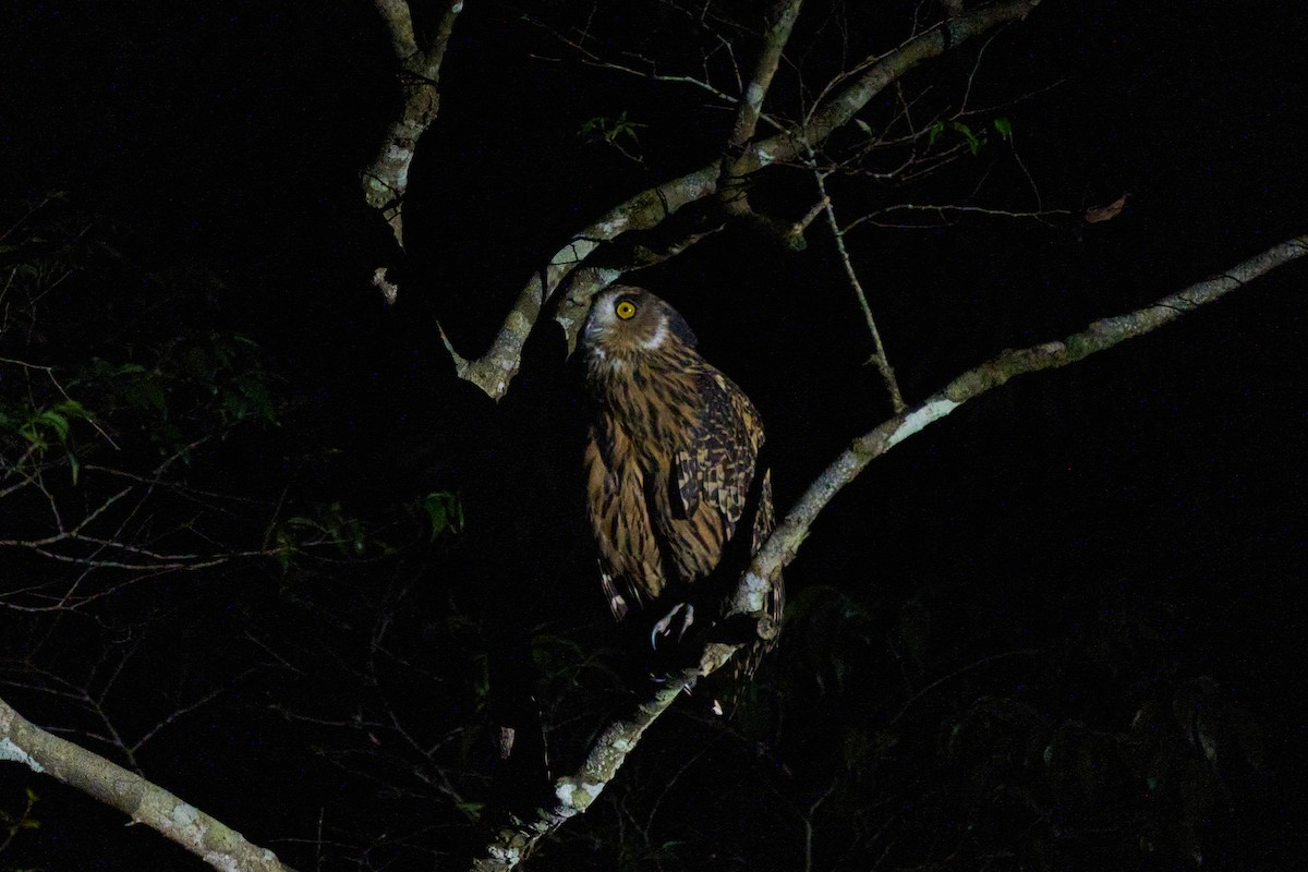 Hontz arrantzale gorrizta - ML647013936