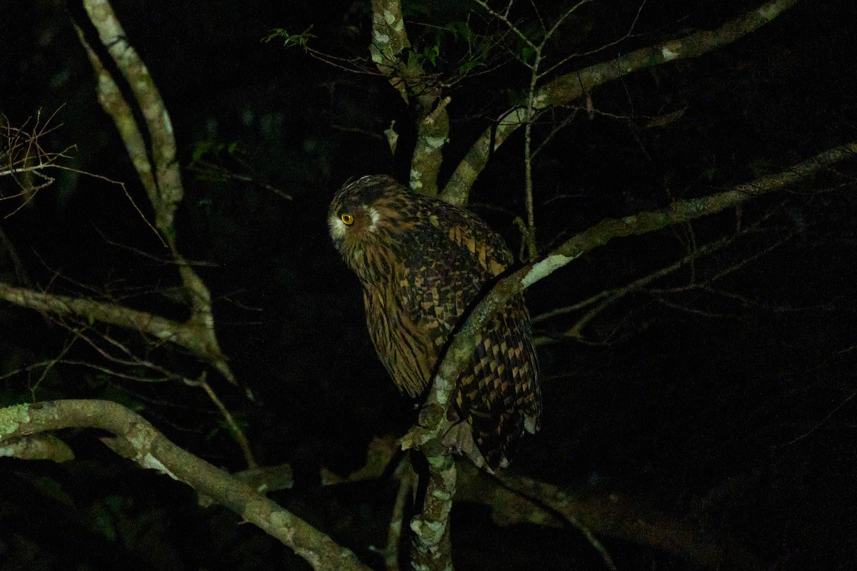 Hontz arrantzale gorrizta - ML647013937