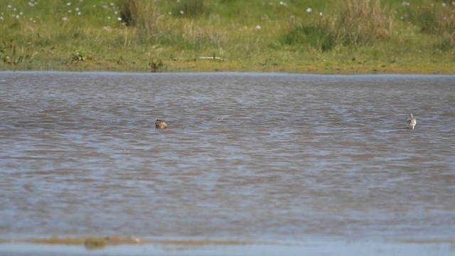 Bar-tailed Godwit - ML647013944