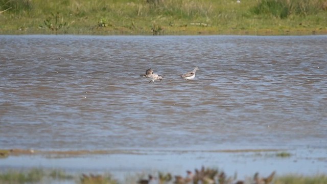 Bar-tailed Godwit - ML647013946