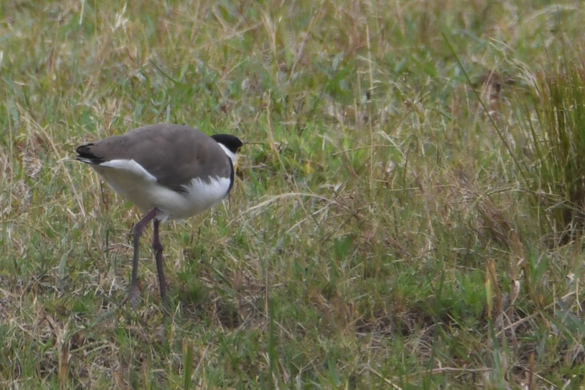 Hegabera maskaraduna - ML647013947