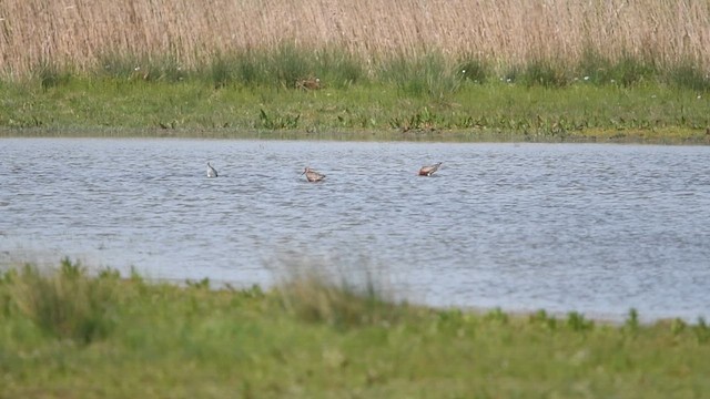 Bar-tailed Godwit - ML647013948