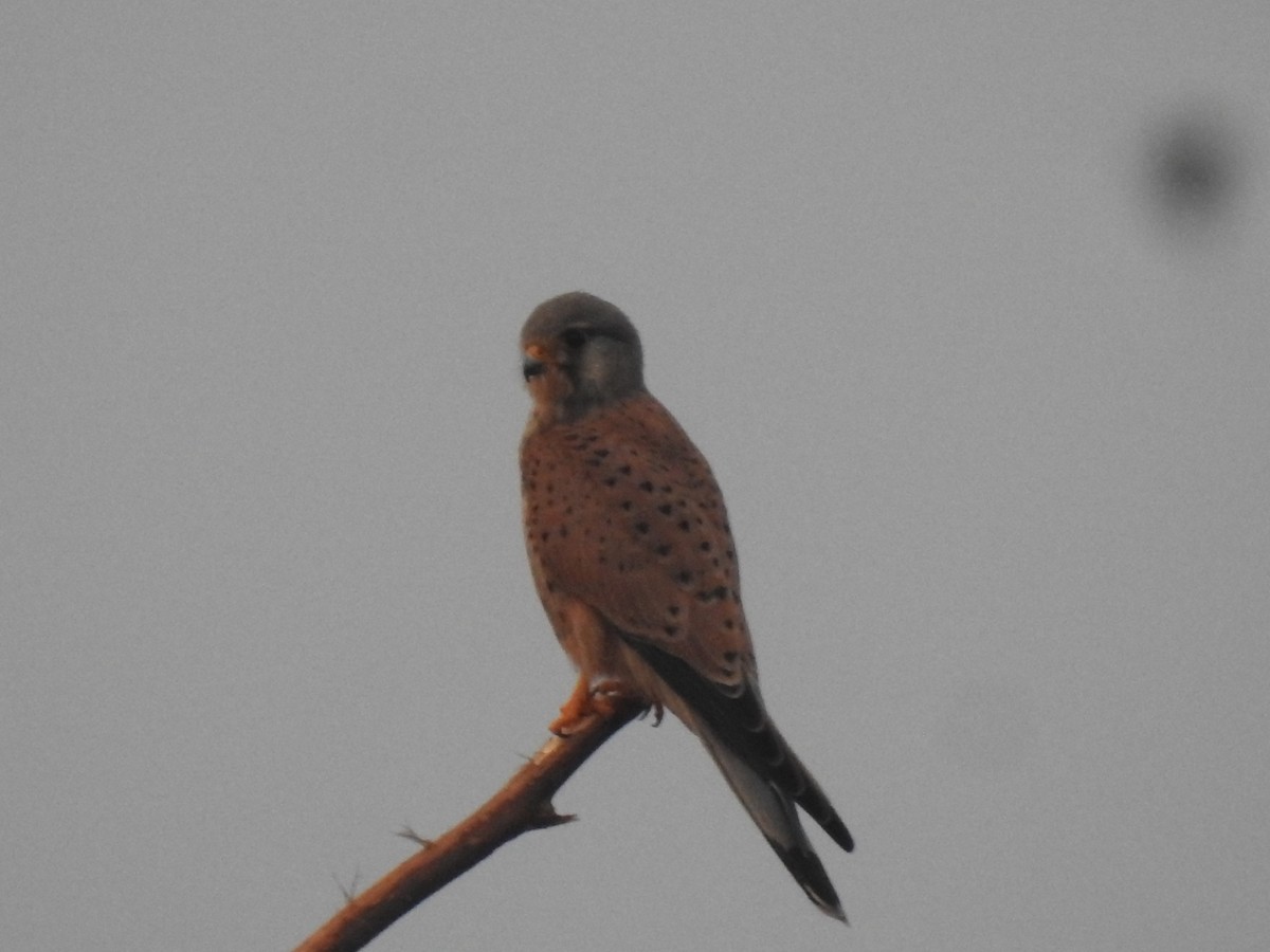 Kerkenez - ML647013950