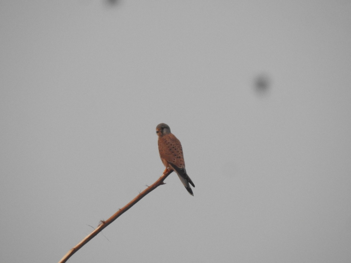 Kerkenez - ML647013951