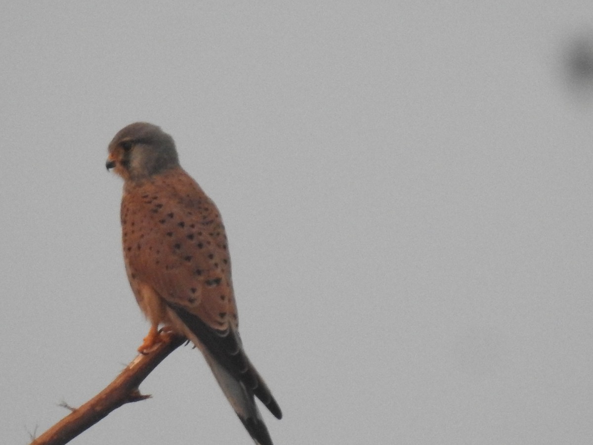 Kerkenez - ML647013952