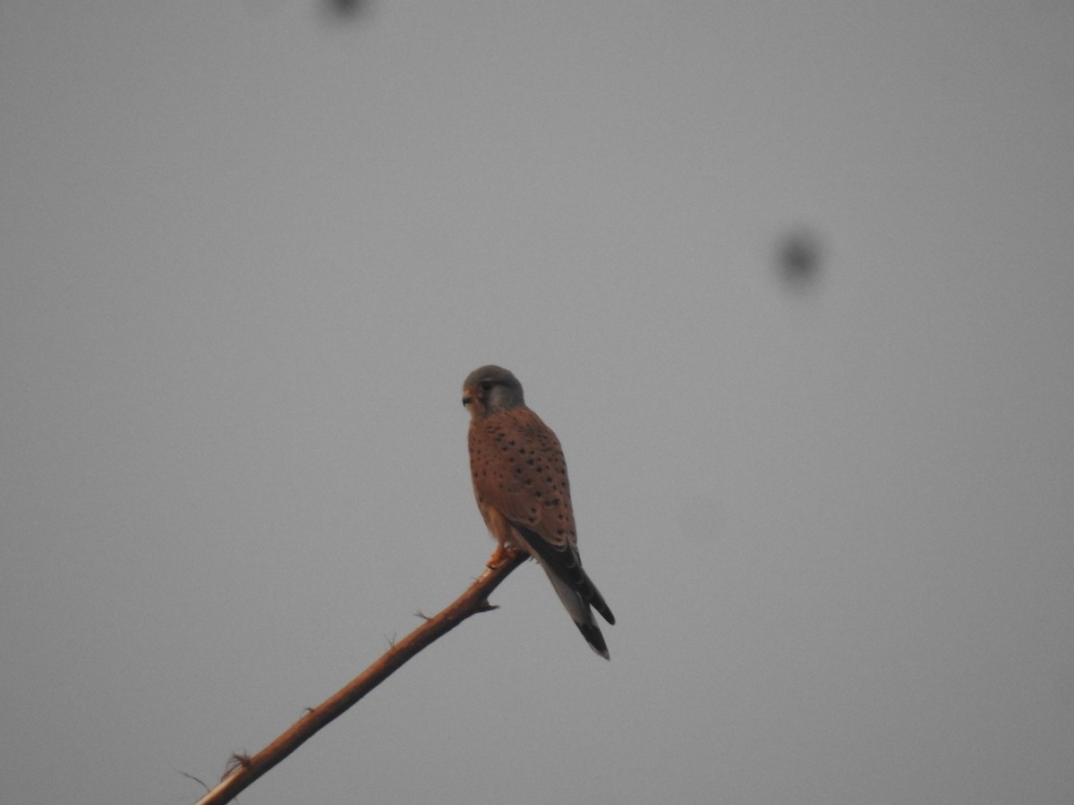 Kerkenez - ML647013954