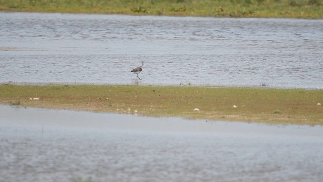 Common Greenshank - ML647013955