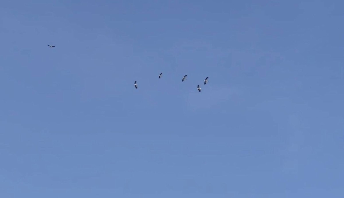 東方白鸛 - ML647013959