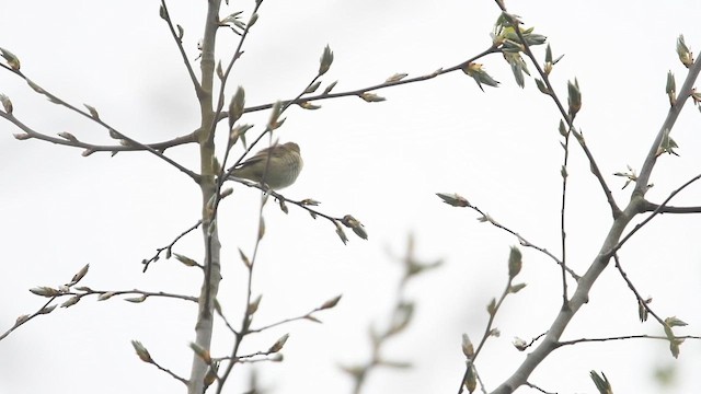 歐亞柳鶯 - ML647013960