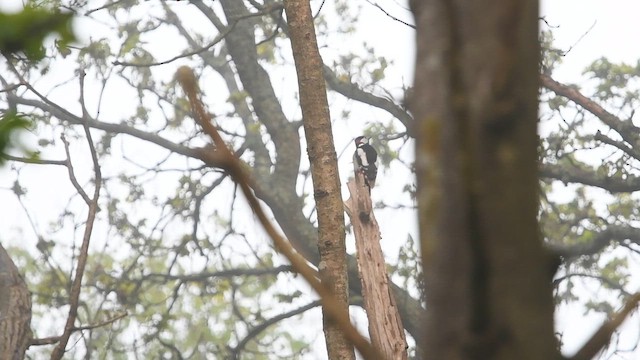 Great Spotted Woodpecker - ML647013961