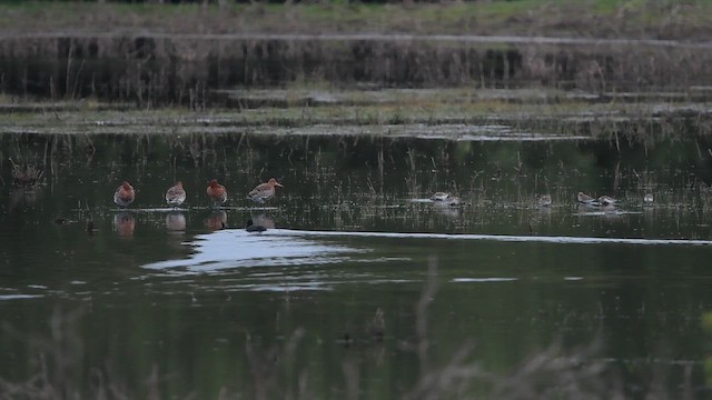 Black-tailed Godwit - ML647013965