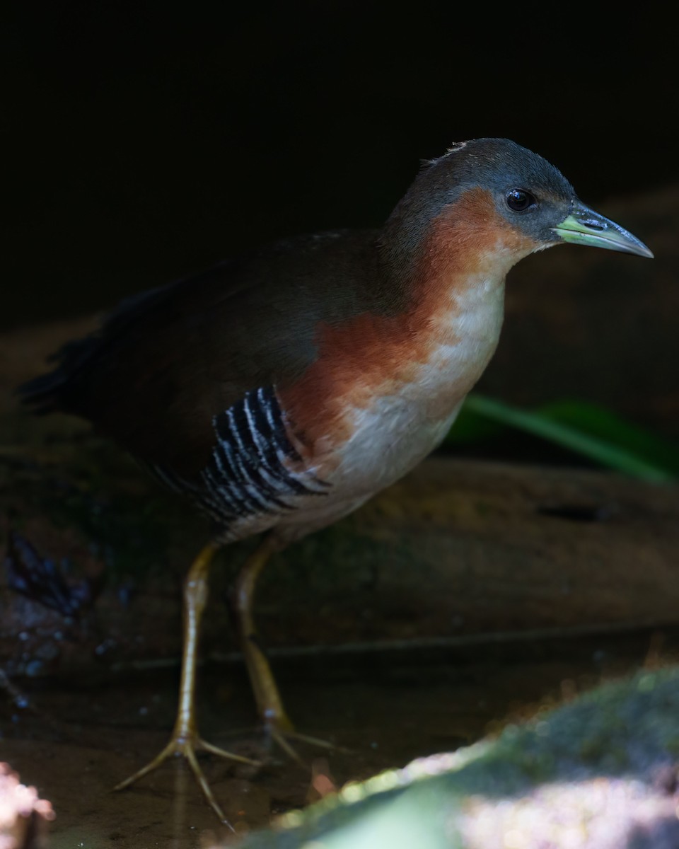 Rufous-sided Crake - ML647013966