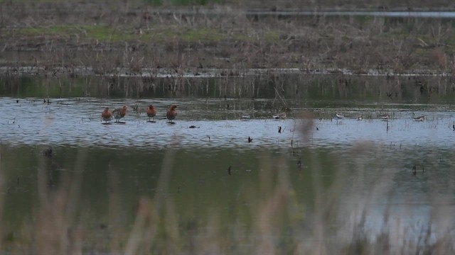 Dunlin - ML647013970