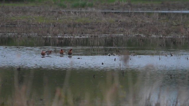 Black-tailed Godwit - ML647013974