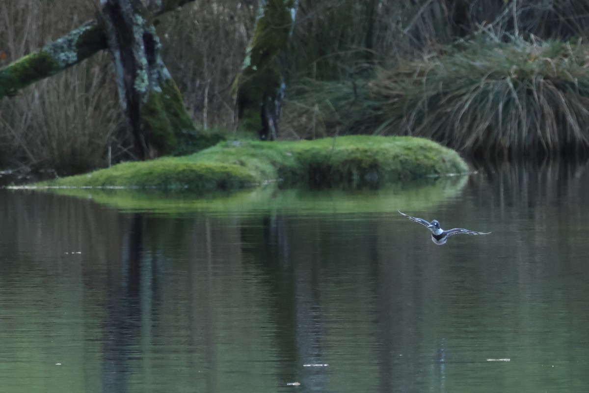 Belted Kingfisher - ML647013975