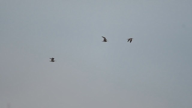 Eurasian Whimbrel - ML647013976