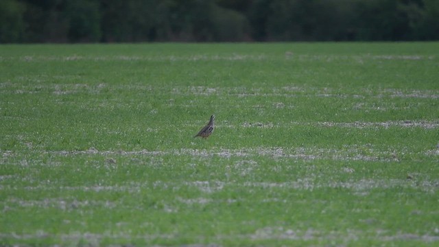 Red-legged Partridge - ML647013978