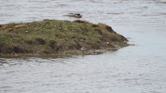 Little Ringed Plover - ML647013981