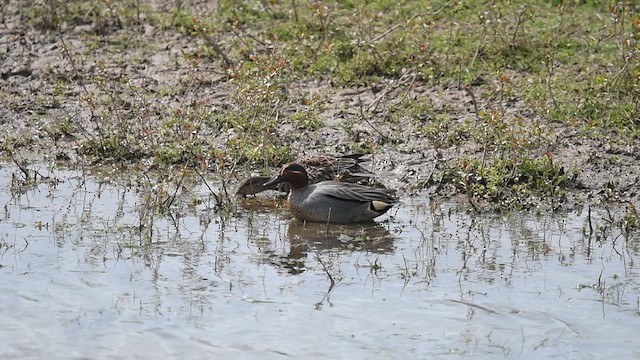 Green-winged Teal (Eurasian) - ML647013982