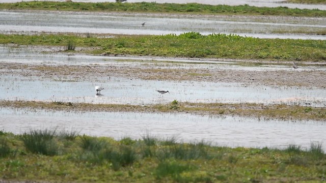Common Greenshank - ML647013987