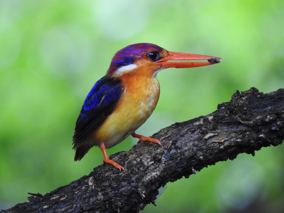 Black-backed Dwarf-Kingfisher - ML647013990