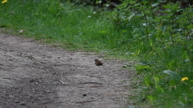 Eurasian Wren - ML647013991