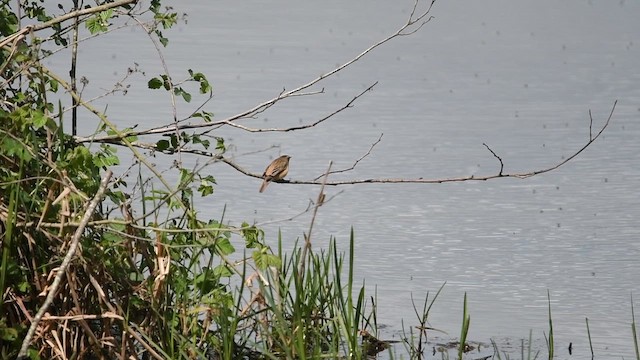 Sedge Warbler - ML647013992