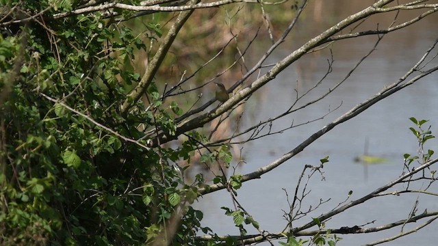 Sedge Warbler - ML647013993