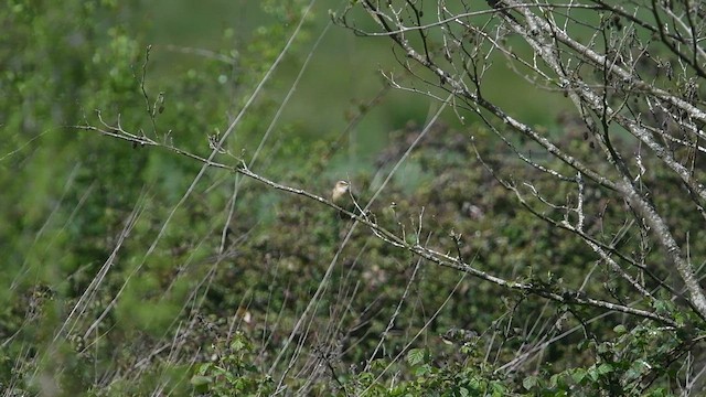 Sedge Warbler - ML647013994