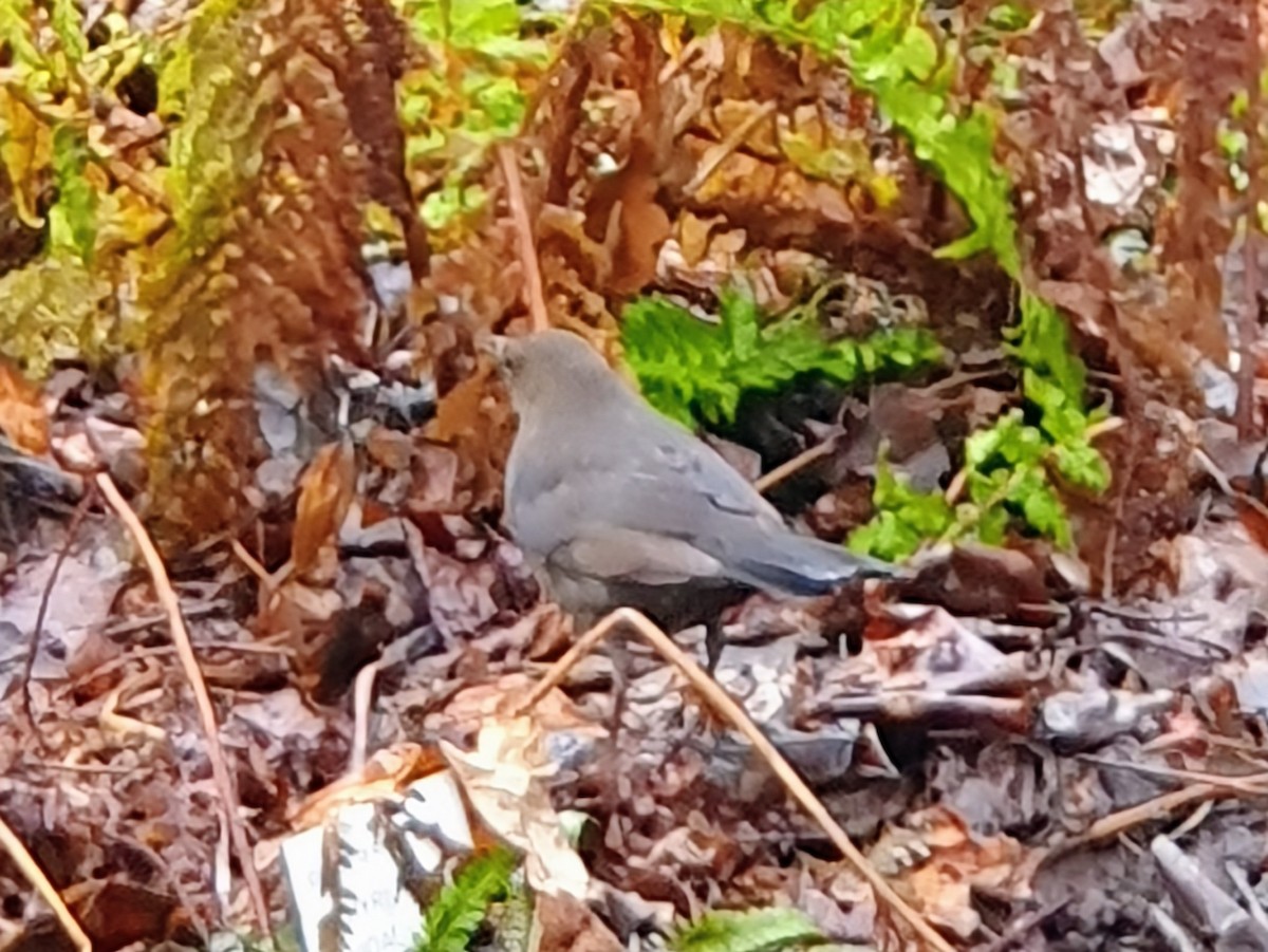 Eurasian Blackbird - ML647013995