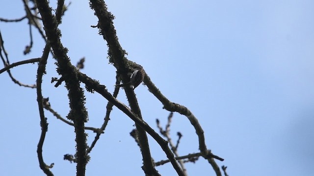 Eurasian Treecreeper - ML647013997