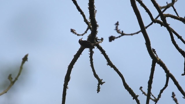 Eurasian Treecreeper - ML647013998