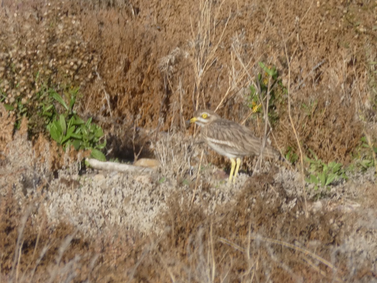 Eurasian Thick-knee - ML647013999
