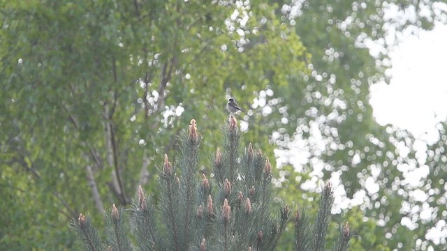 European Stonechat - ML647014001