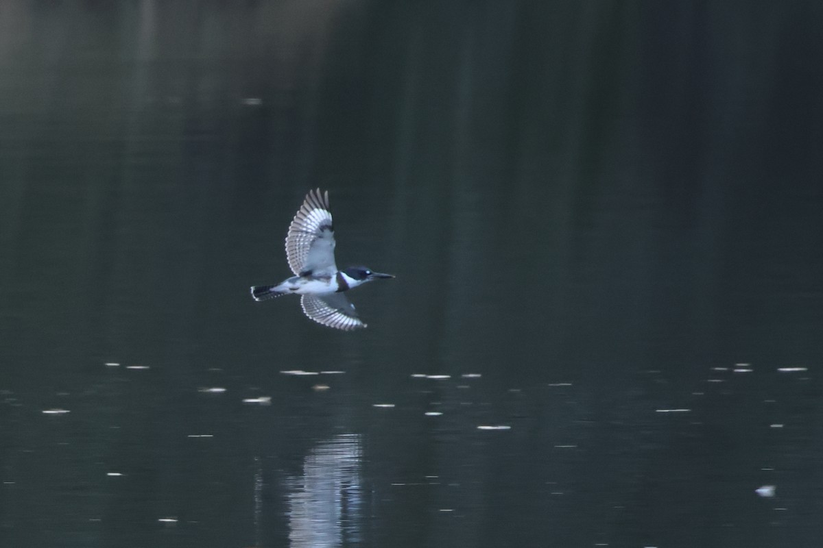 Belted Kingfisher - ML647014002