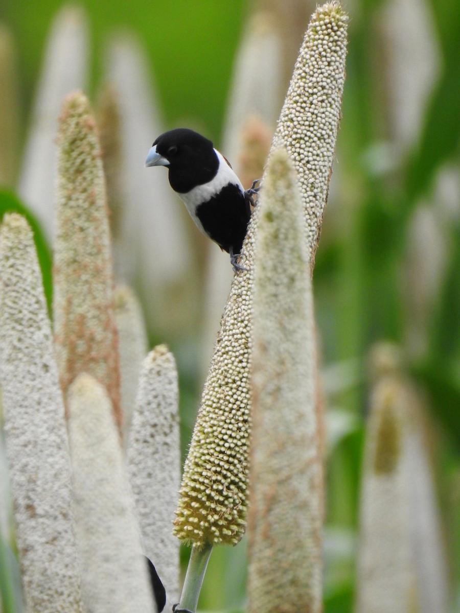 Tricolored Munia - ML647014012