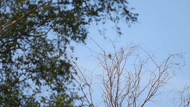 Wood Lark - ML647014013