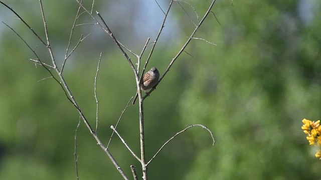 Dunnock - ML647014014