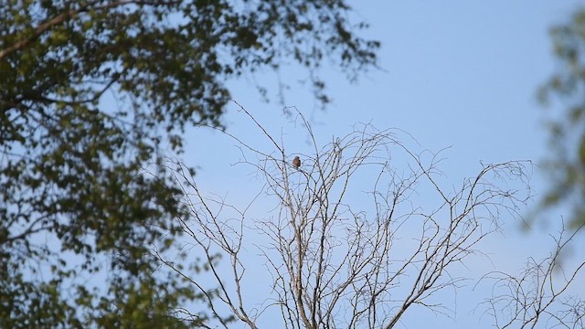 Wood Lark - ML647014015