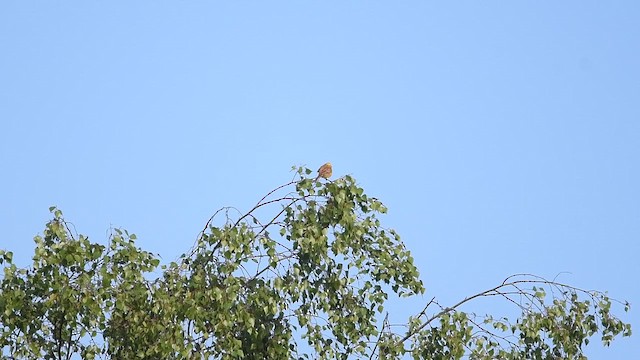 Yellowhammer - ML647014016